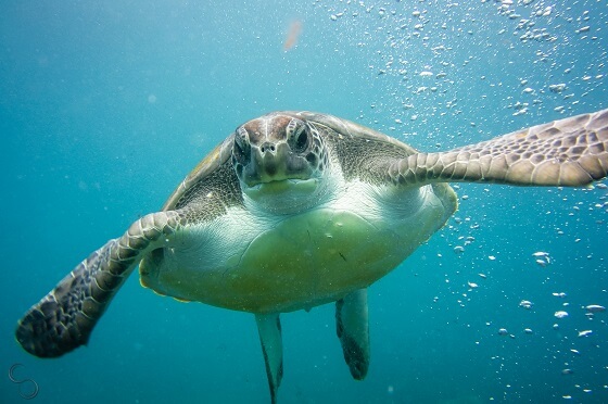 beschermde zeeschildpad