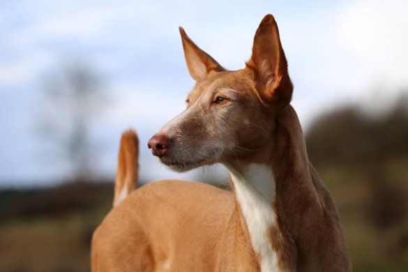 podenco