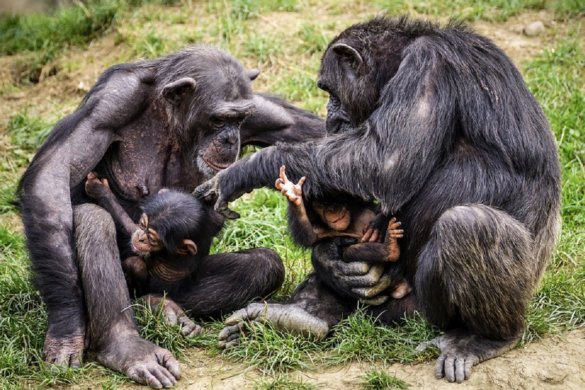 moederchimpansees