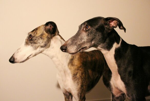 Galgo