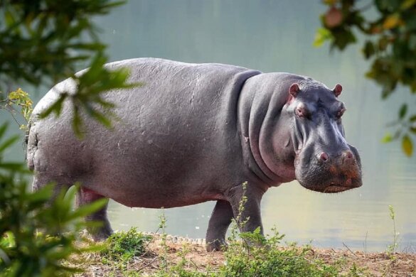 Nijlpaarden op lijst van meest bedreigde dieren