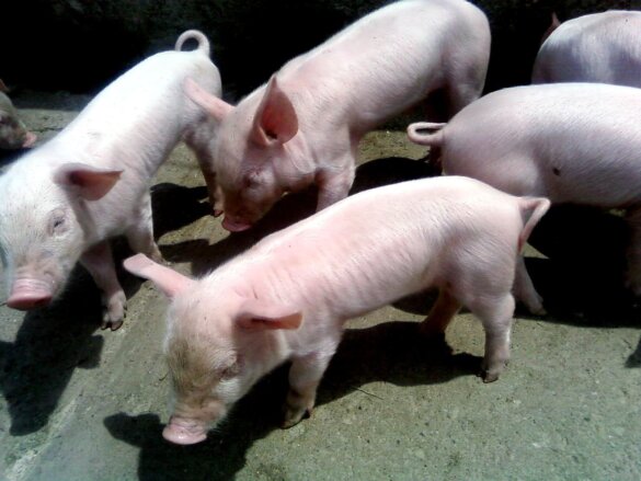 Scheid varkens en kippen tegen mutatie vogelgriepvirus