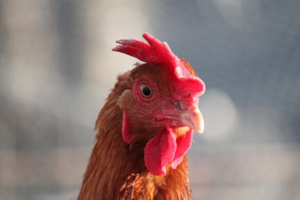 Overheden doen niet genoeg om vogelgriep te bestrijden