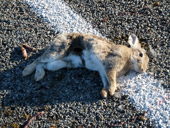 aangereden dieren