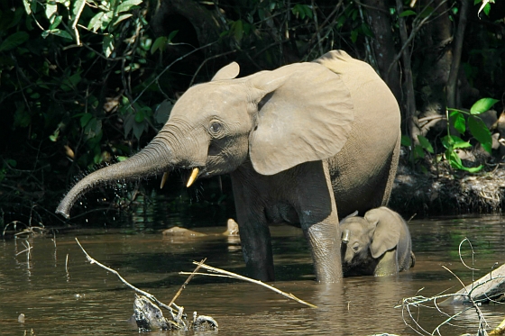 Afrikaanse olifant