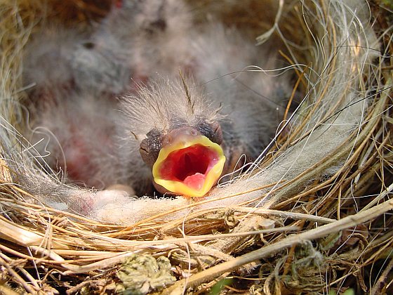Jong vogeltje