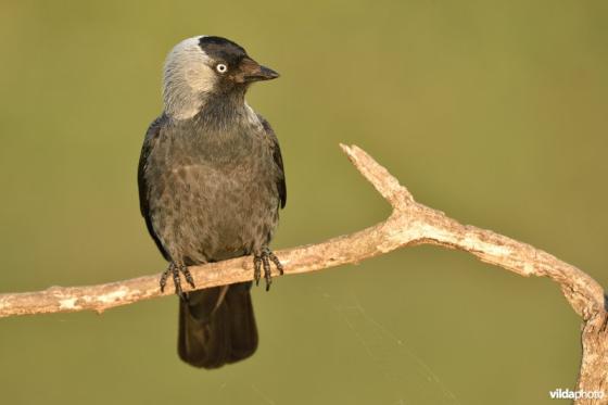 stuntelende vogels