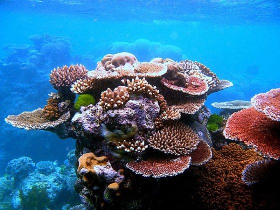 Koraalrif Bonaire