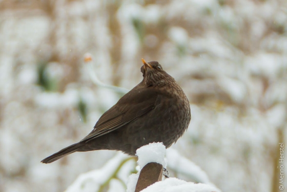 vogel in sneeuw